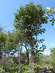 Manketti, Mongongo Tree (15 Seeds)