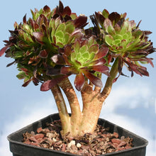 将图片加载到图库查看器，Aeonium arboreum (20 Seeds) Caudex Tenerife