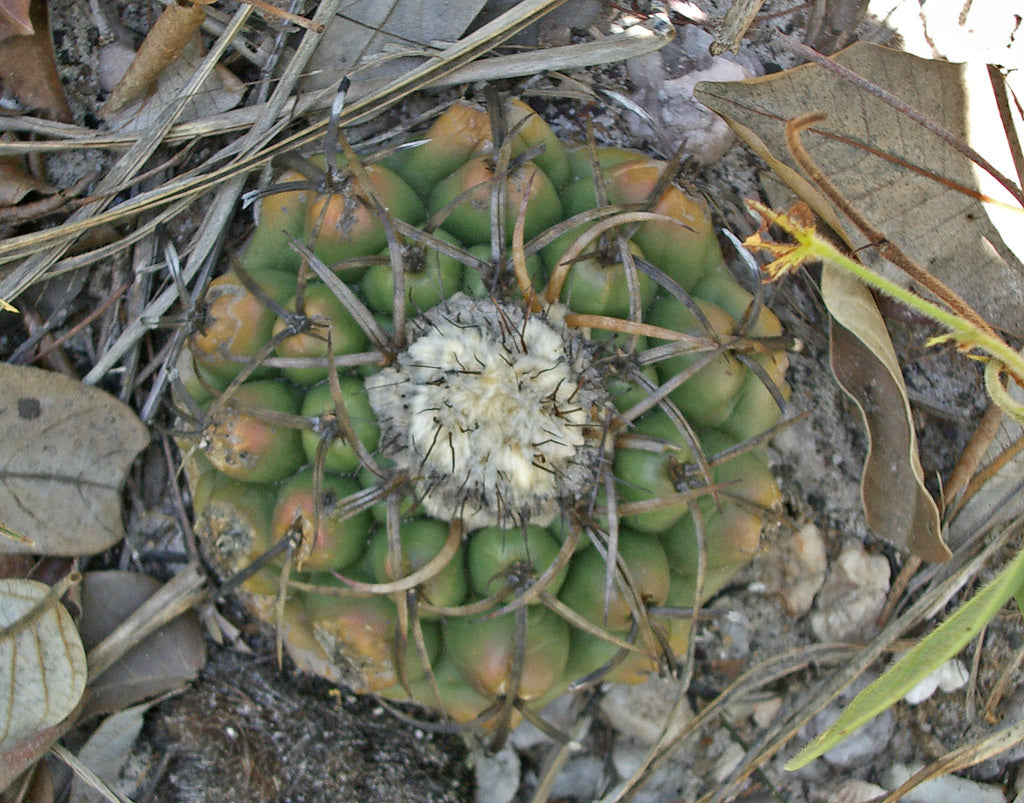 Discocactus subterraneo-proliferans (15 Seeds) Cacti