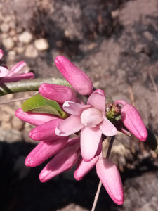 Adenia densiflora (5 Seeds) Caudex アデニア Madagascar