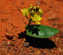 Load image into Gallery viewer, Eriospermum mackenii (5 Seeds)