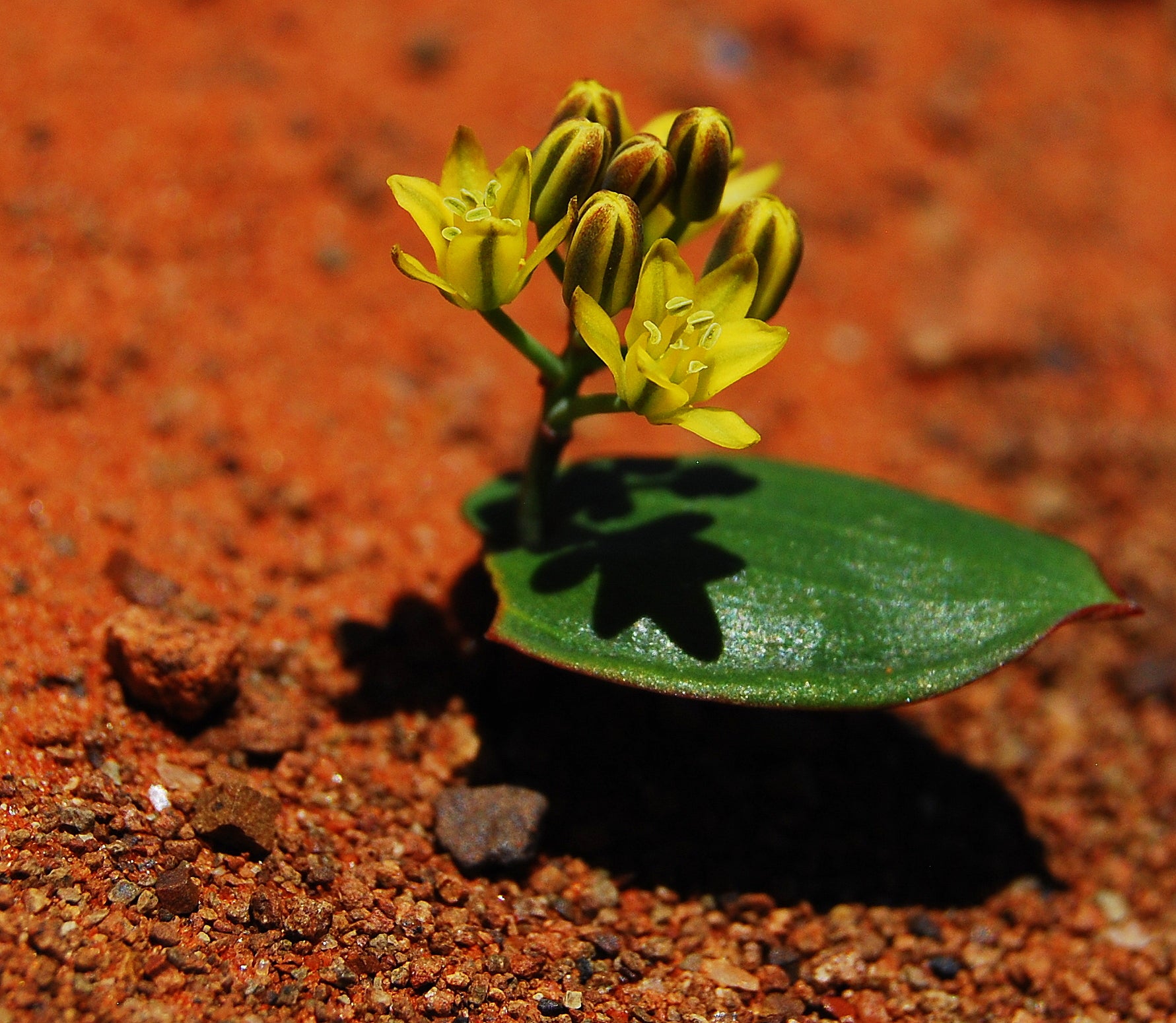 Eriospermum mackenii (5 Seeds) – African Seeds