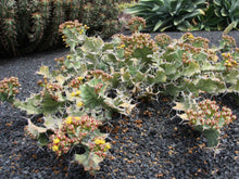 Load image into Gallery viewer, Euphorbia buruana (6 Seeds)