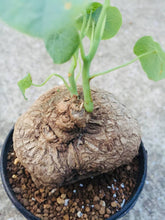 Load image into Gallery viewer, Stephania suberosa (4 Seeds) Caudex Thailand