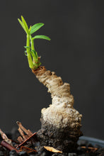 Indlæs billede til gallerivisning Euphorbia ruficeps (6 Seeds) Caudex