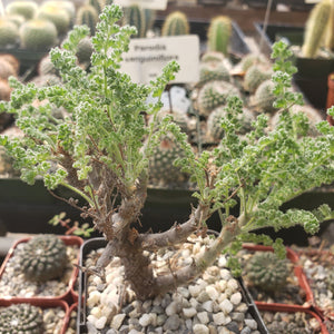 Pelargonium alternans (6 Seeds)
