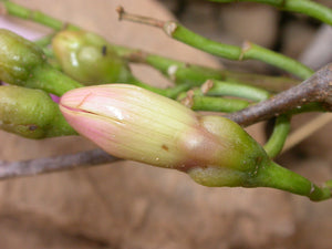 Ipomoea lapathifolia (5 Seeds) Caudex