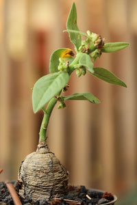 Monadenium capitatum (6 Seeds)