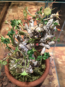 Dorstenia gypsophila (10 Seeds) Caudex  Somalia