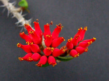 将图片加载到图库查看器，Euphorbia pedilanthoides (7 Seeds) Caudex