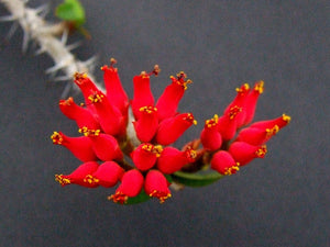 Euphorbia pedilanthoides (7 Seeds) Caudex