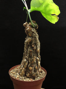 Cephalopentandra ecirrhosa (6 Seeds) Caudex