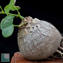 Indlæs billede til gallerivisning Dioscorea Elephantipes 3 Seeds Caudex