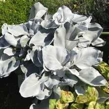 Load image into Gallery viewer, Senecio candicans &#39;Angel Wings&#39; 10 Pcs Seeds  India