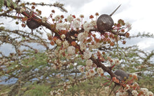Load image into Gallery viewer, Vachellia drepanolobium (5 Seeds) Kenya