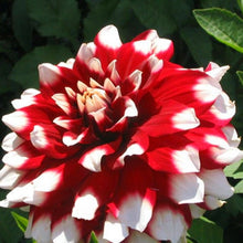 Indlæs billede til gallerivisning Dahlia Red White spots 60 Pcs Flowers Seeds