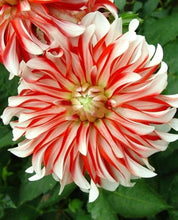 Load image into Gallery viewer, Garden Planting Dahlia 60 Pcs Flowers Seeds