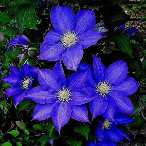 Night Blue Sementes De Flores Flowers Seeds 70 Pcs Clematis