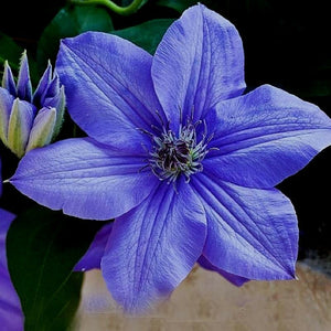 Night Blue Sementes De Flores Flowers Seeds 70 Pcs Clematis