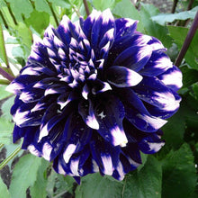 Indlæs billede til gallerivisning Blue Beard Dahlia 60 Pcs Flowers Seeds