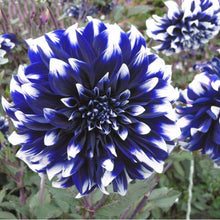 Indlæs billede til gallerivisning Blue Beard Dahlia 60 Pcs Flowers Seeds