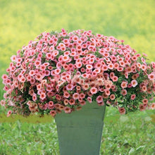Load image into Gallery viewer, Coral With Eye Calibrachoa 50 Pcs Flowers Seeds
