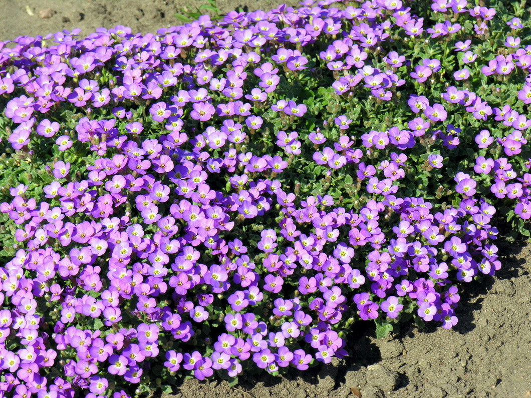 Rock Cress, Aubrieta Cascade Purple 100 Pcs Flowers Seeds