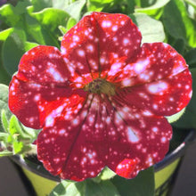 Load image into Gallery viewer, Night Red Petunia Perennial 100 Pcs Flowers Seeds