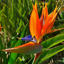 Indlæs billede til gallerivisning Strelitzia Orange Flower &#39;Bird of Paradise&#39; 5 Pcs Flowers Seeds