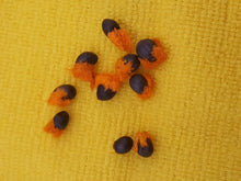 Indlæs billede til gallerivisning Strelitzia Orange Flower &#39;Bird of Paradise&#39; 5 Pcs Flowers Seeds