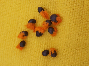 Strelitzia Orange Flower 'Bird of Paradise' 5 Pcs Flowers Seeds