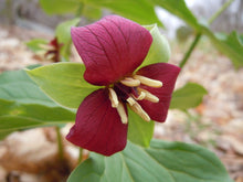 Load image into Gallery viewer, Red Trillium Erectum 6 Pcs Flowers Seeds