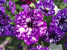 Load image into Gallery viewer, Petunia Night Sky 100 Pcs Flowers Seeds