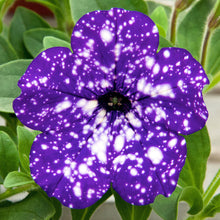 Load image into Gallery viewer, Petunia Night Sky 100 Pcs Flowers Seeds