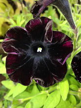 Load image into Gallery viewer, Petunia Deep Midnight 100 Pcs Flowers Seeds