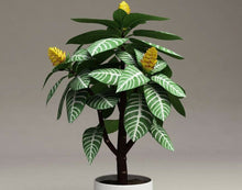 Load image into Gallery viewer, Money Tree Aphelandra Squarrosa Lily 150 Pcs Flowers Seeds