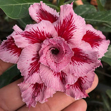 Load image into Gallery viewer, Pink Desert Rose Adenium Obesum 7 Pcs Flowers Seeds