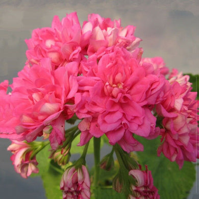 Geranium Rose Pink 'Rosebud' 5 Pcs Flowers Seeds