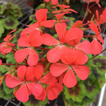 Load image into Gallery viewer, Special Orange Geranium 5 Pcs Flowers Seeds