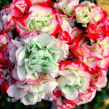 Load image into Gallery viewer, Geranium Tri-color 5 Pcs Flowers Seeds