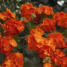 Load image into Gallery viewer, Geranium Maverick Orange 5 Pcs Flowers Seeds