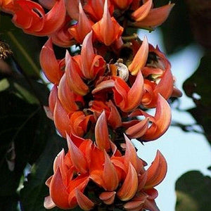 Strongylodon Orange Jade Vine 40 Pcs Flowers Seeds