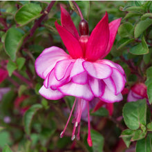 Load image into Gallery viewer, Multicolour Pink Double Petals Fuchsia 150 Flowers Seeds
