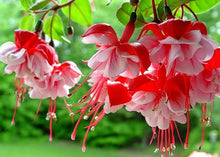 将图片加载到图库查看器，Multicolour Pink Double Petals Fuchsia 150 Flowers Seeds
