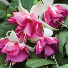 Načíst obrázek do prohlížeče Galerie, Multicolour Pink Double Petals Fuchsia 150 Flowers Seeds