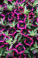 Load image into Gallery viewer, Weird Black Mosaic Petunia Mix 100 Pcs Flowers Seeds