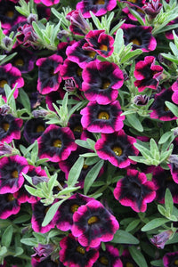 Weird Black Mosaic Petunia Mix 100 Pcs Flowers Seeds