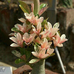 Adenium 'Yulan magnolia' Pink Semidouble Petals 5 Seeds South Africa