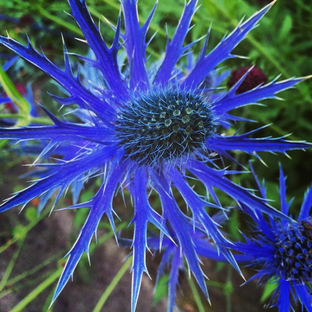 Electric-blue Erynigium alpinum 200 Pcs Flowers Seeds