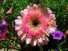 Load image into Gallery viewer, Hybrid Gerbera Daisy 80 Pcs Flowers Seeds